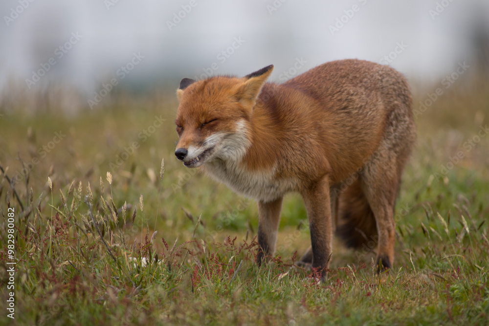 Red fox (Vulpes vulpes) is the largest of the true foxes and one of the most widely distributed members of the order Carnivora Red fox (Vulpes vulpes) is the largest of the true foxes and one of the most widely distributed members of the order Carnivora