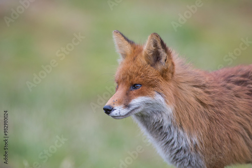 Red fox (Vulpes vulpes) is the largest of the true foxes and one of the most widely distributed members of the order Carnivora