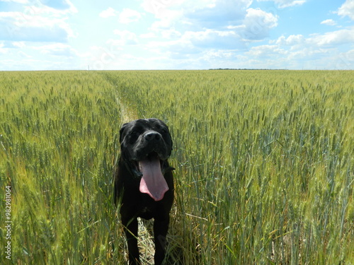 Cane Corso on a walk in a wheat field