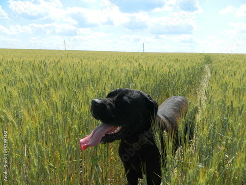 Cane Corso on a walk in a wheat field