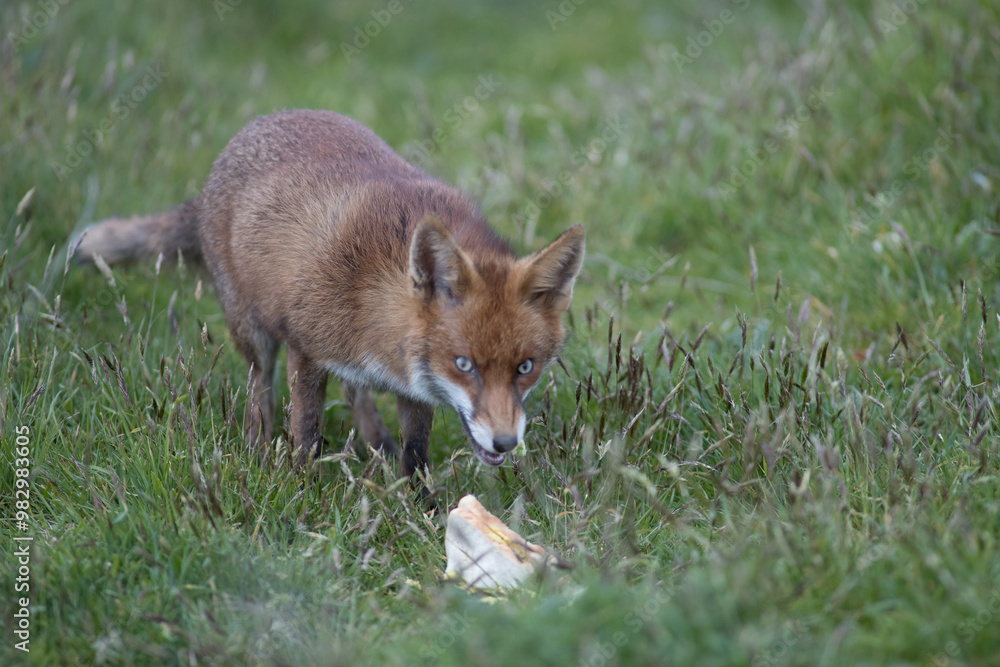 Fototapeta premium Red fox (Vulpes vulpes) is the largest of the true foxes and one of the most widely distributed members of the order Carnivora