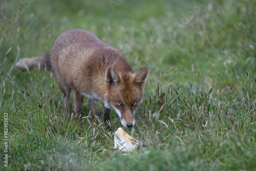 Red fox (Vulpes vulpes) is the largest of the true foxes and one of the most widely distributed members of the order Carnivora photo