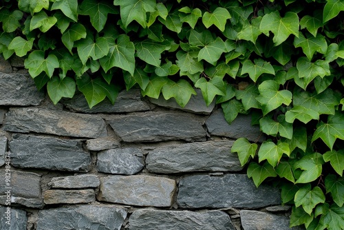 An ancient stone wall with ivy growing thickly over it, the green leaves contrasting against the gray stone photo