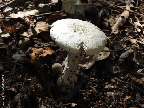 Wild mushroom growing within the woodland forest of the Eastern Neck National Wildlife Refuge, Kent County, Rock Hall, Maryland.  photo