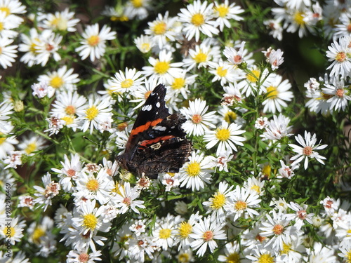 A red admiral butterfly, sipping the nectar from within frost aster wildflowers. Eastern Neck National Wildlife Refuge, Kent County, Rock Hall, Maryland.