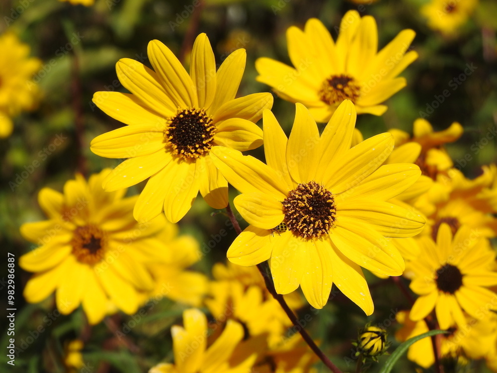 Narrowleaf sunflowers bloomed during the autumn season. Eastern Neck National Wildlife Refuge, Kent County, Rock Hall, Maryland. Narrowleaf sunflowers bloomed during the autumn season. Eastern Neck National Wildlife Refuge, Kent County, Rock Hall, Maryland.