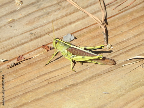 Obscure bird grasshopper perched on a wooden boardwalk within Eastern Neck National Wildlife Refuge in Kent County, Rock Hall, Maryland.  photo