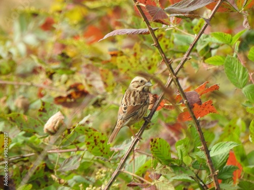 A ruby-crowned kinglet perched on a branch within the woodland forest of the Eastern Neck National Wildlife Refuge, Kent County, Rock Hall, Maryland. photo