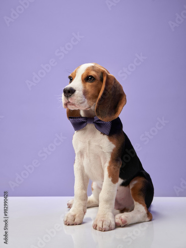 A Beagle dressed in a bow tie sits against a pastel purple background, giving a formal and charming look.