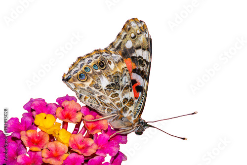 Foto Painted Lady Butterfly (Vanessa cardui) Photo, Feeding on a Lantana (Lantana cam