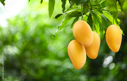 Canvas Print Close-up yellow mangoes hanging on tree.