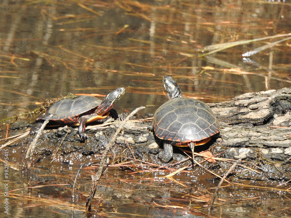 Obraz premium Eastern painted turtles basking in the sun on a warm autumn day. Blackater National Wildlife Refuge, Dorchester County, Cambridge, Maryland