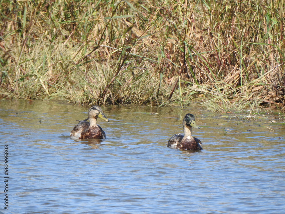 A pair of mallard hybrid ducks swimming within the wetland waters of the Blackwater National Wildlife Refuge, Dorchester County, Cambridge, Maryland. A pair of mallard hybrid ducks swimming within the wetland waters of the Blackwater National Wildlife Refuge, Dorchester County, Cambridge, Maryland.
