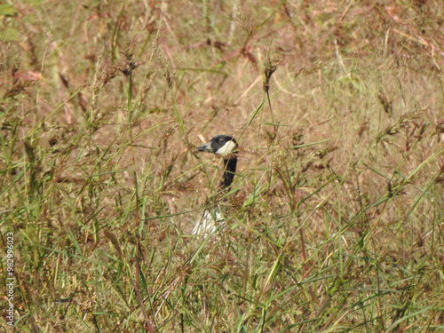 A canadian goose peeking out of the wetland vegetation within the Blackwater National Wildlife Refuge, Dorchester County, Cambridge, Maryland. photo