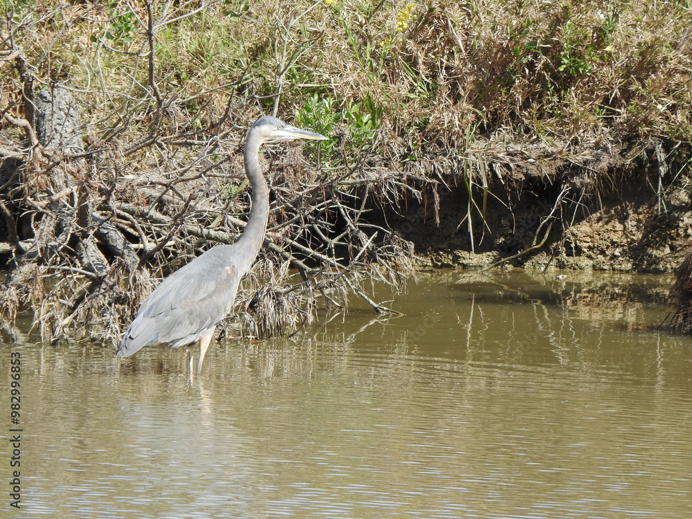 Naklejka premium A great blue heron living within the wetlands of the Blackwater National Wildlife Refuge, Dorchester County, Cambridge, Maryland.
