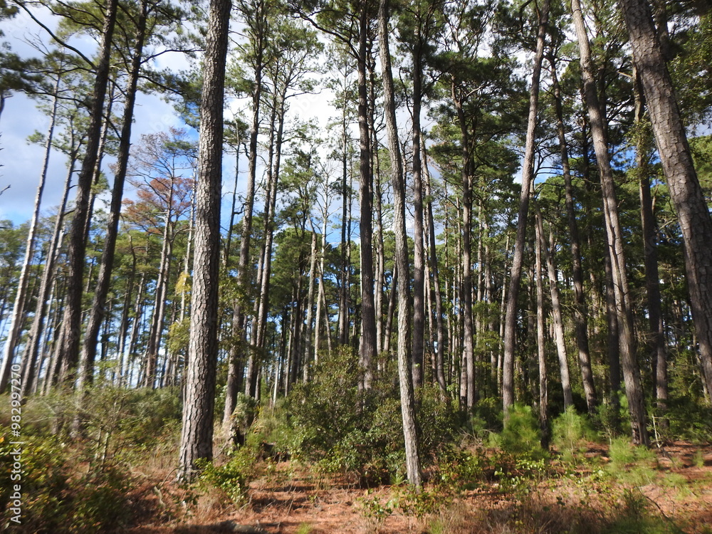The natural beauty of the loblolly pine forests within the Blackwater National Wildlife Refuge, Dorchester County, Cambridge, Maryland The natural beauty of the loblolly pine forests within the Blackwater National Wildlife Refuge, Dorchester County, Cambridge, Maryland