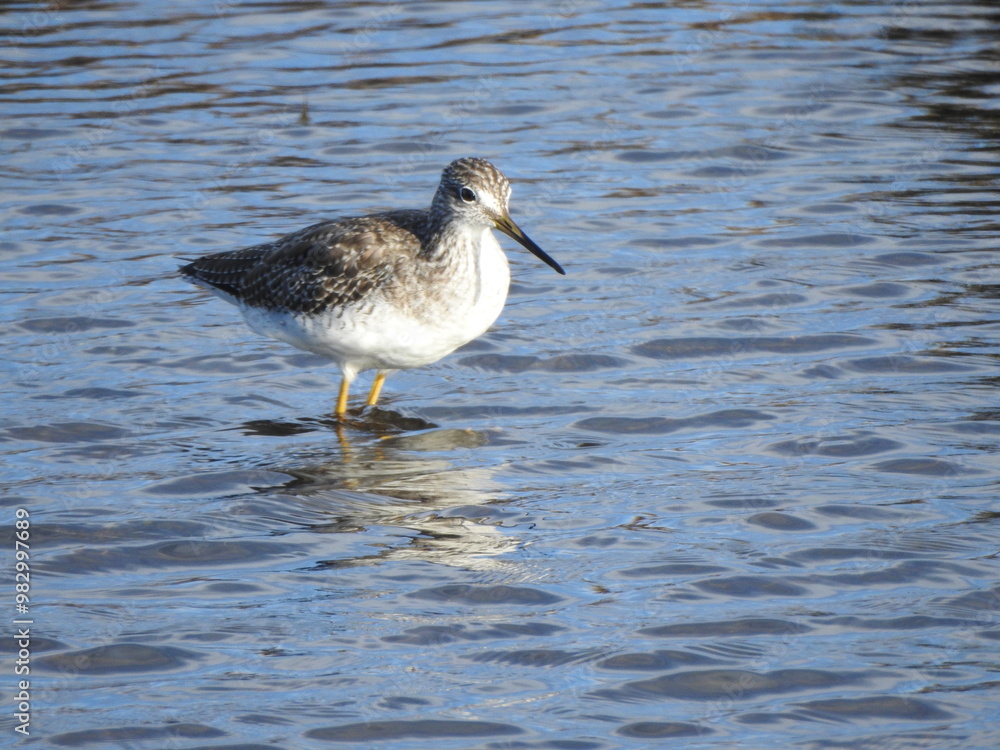 A greater yellowlegs wading within the wetland waters of the Blackwater National Wildlife Refuge, Dorchester County, Cambridge, Maryland. A greater yellowlegs wading within the wetland waters of the Blackwater National Wildlife Refuge, Dorchester County, Cambridge, Maryland.