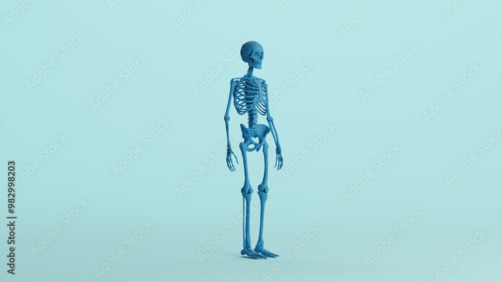 Blue skeleton anatomy model bones study mannequin monochrome pale blue front quarter right view background 3d illustration render digital rendering Blue skeleton anatomy model bones study mannequin monochrome pale blue front quarter right view background 3d illustration render digital rendering