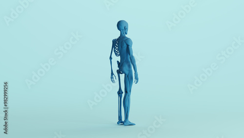 Blue skeleton muscles anatomy model study mannequin monochrome pale blue back quarter right view background 3d illustration render digital rendering