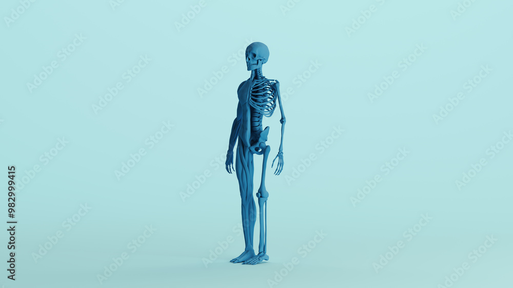 Blue skeleton muscles anatomy model study mannequin monochrome pale blue front quarter left view background 3d illustration render digital rendering