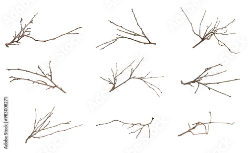Valokuva dry twig on white isolated background