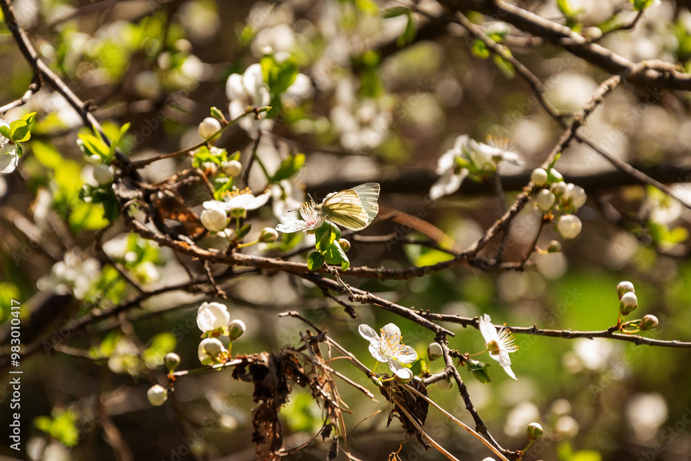 White Cherry blossoms. Cherry blossom trees full bloom. White Cherry blossoms. Cherry blossom trees full bloom.