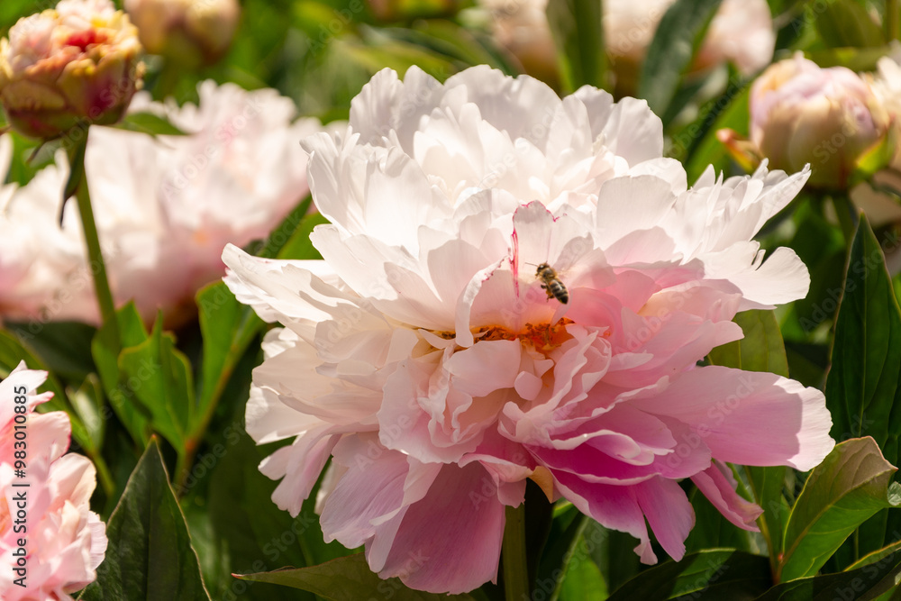 Peony. Macro photo of pink peony. Big yellow flower in summer garden. Peony. Macro photo of pink peony. Big yellow flower in summer garden.