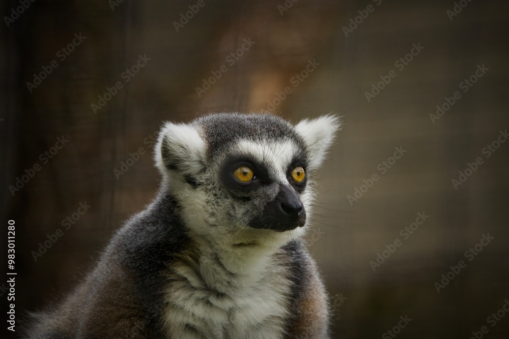 lemur on a tree lemur on a tree