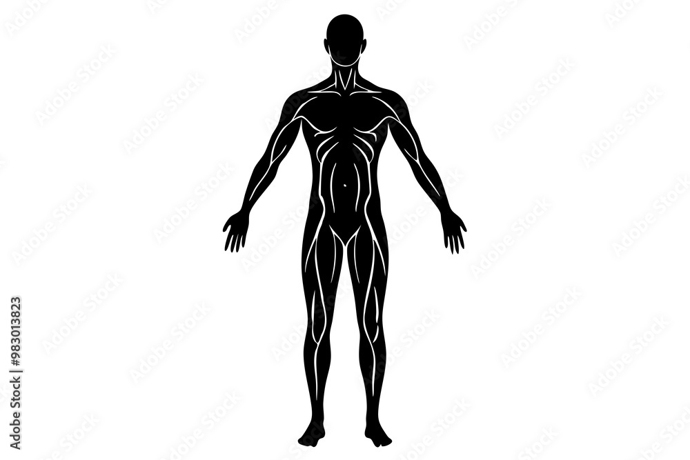 Fototapeta premium human body silhouette vector illustration