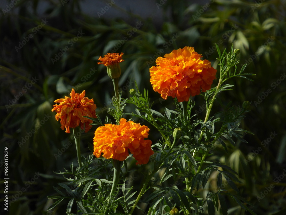 Marigold flowers in close-up on a background of green leaves Marigold flowers in close-up on a background of green leaves