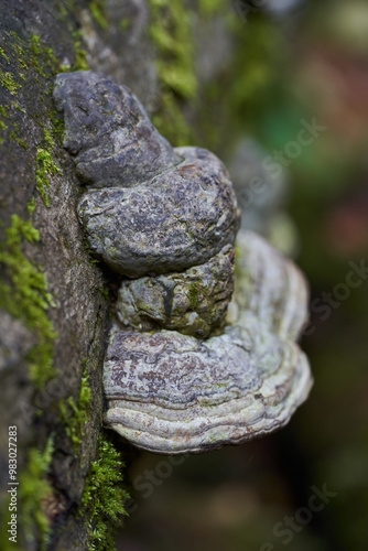 Parasite mushroom on logs