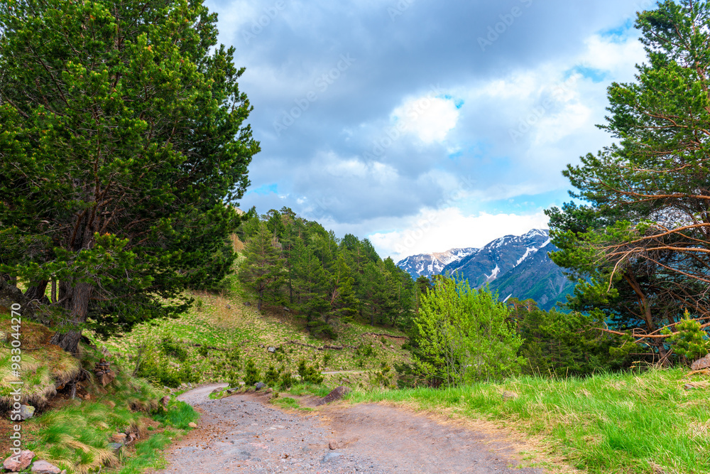 Obraz premium A picturesque mountain trail with pine trees on the background of a snow-covered cliff. The mountains of the North Caucasus. Russia.