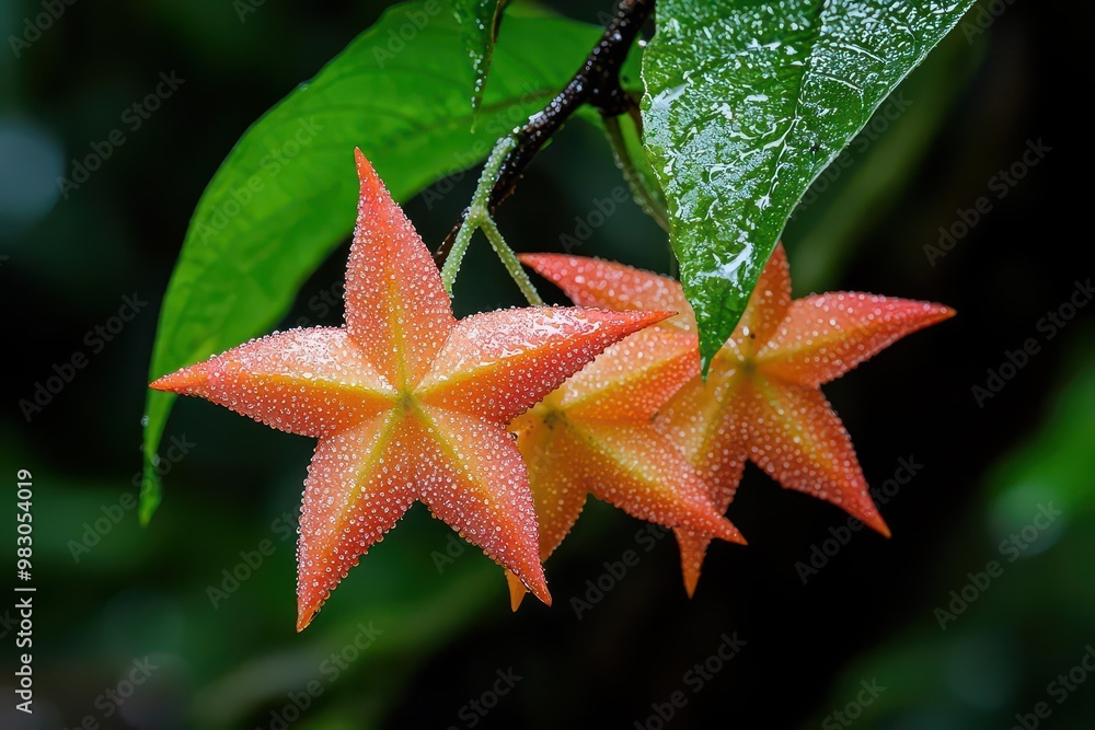 Orange star-shaped flowers with dew on vibrant green leaves.