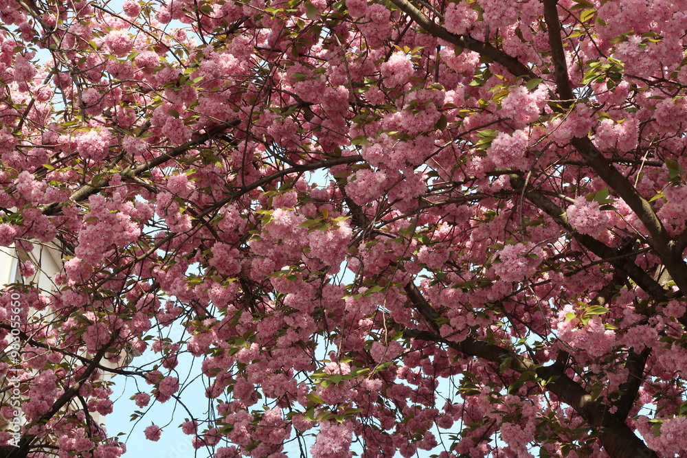 blühende Kirschblüten