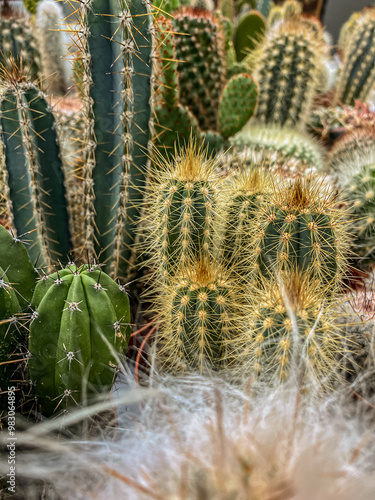 Cactus in the botanical garden.