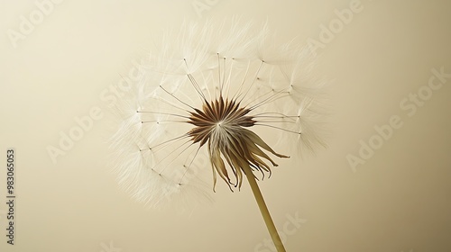 Wallpaper Mural A close-up of a single dandelion seed head against a plain, light background. The delicate seeds are intricately detailed, with some beginning to drift away, capturing a sense of gentle movement. Torontodigital.ca