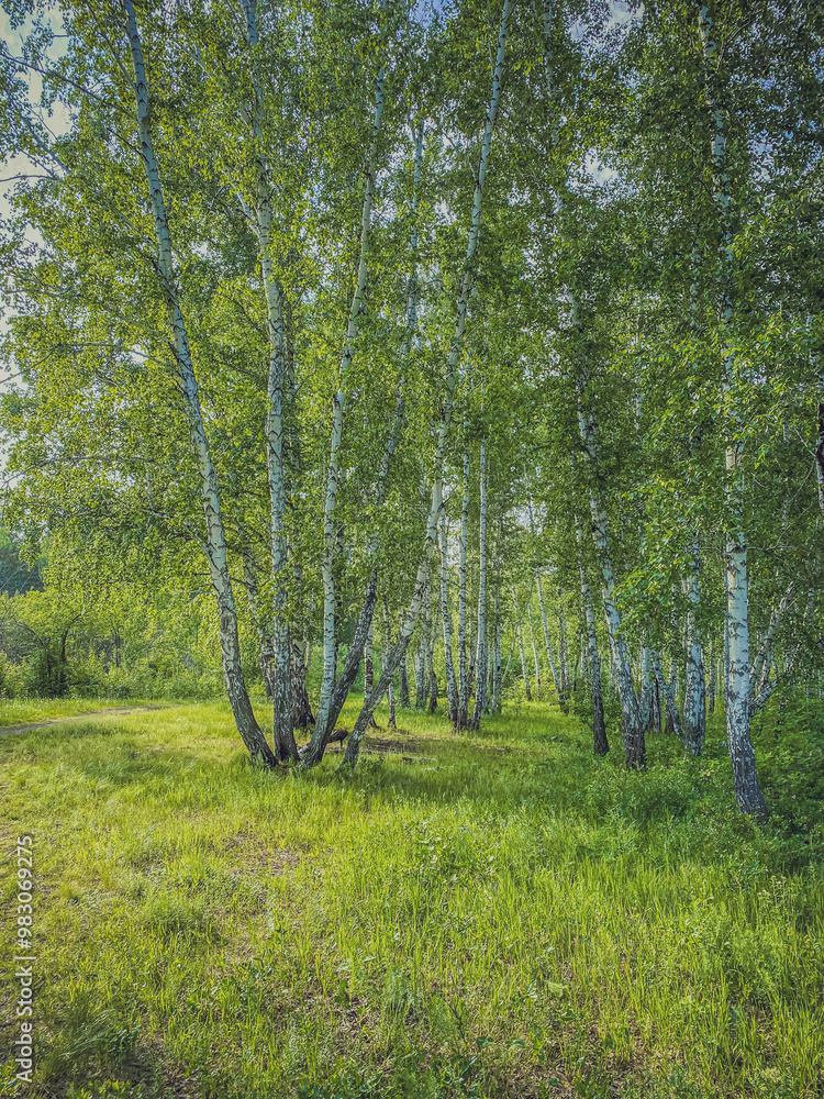 birch forest in summer with green grass and blue sky