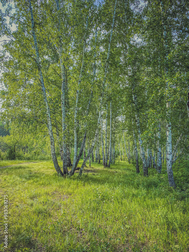 Obraz na płótnie birch forest in summer with green grass and blue sky w salonie