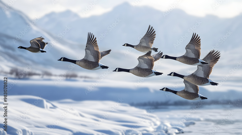 Obraz premium Canadian Geese Flying Above a Snowy Lake