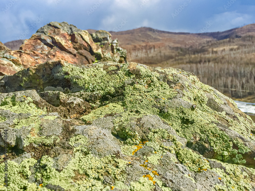 Moss on the rock in the mountains of the Altai Republic