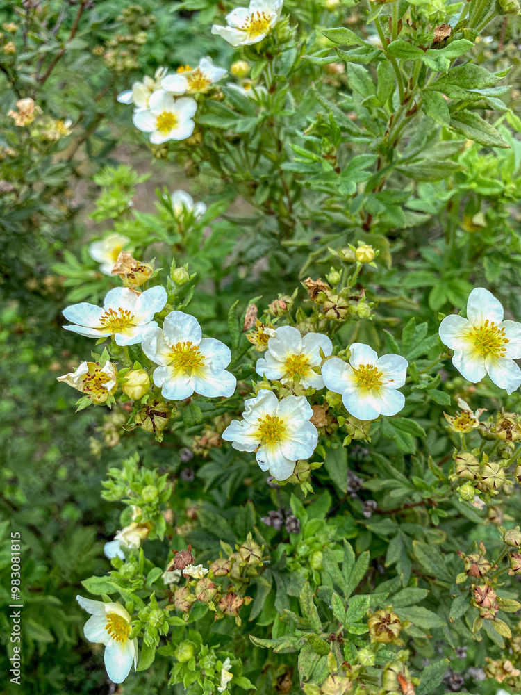 White flowers of wild rose (Cerastium arvense) White flowers of wild rose (Cerastium arvense)