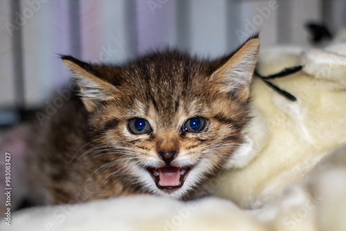 A close up image showing a kitten with its mouth wide open photo