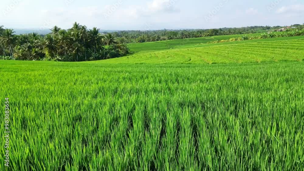 Drone Aerial view Bali 4k. Rice terrace fields near Ubud. Rice paddy fields in Indonesia, balinese rural scene. Indonesia tourism destination. Drone Aerial view Bali 4k. Rice terrace fields near Ubud. Rice paddy fields in Indonesia, balinese rural scene. Indonesia tourism destination.