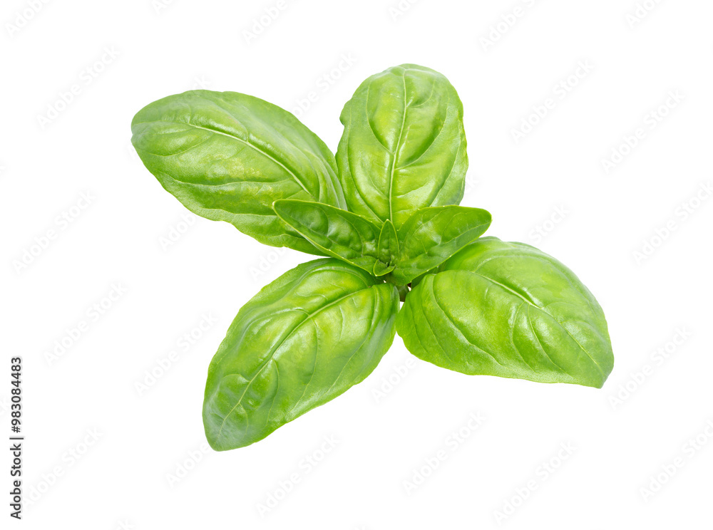 Fototapeta premium Basil leaf, close up. Basil herb