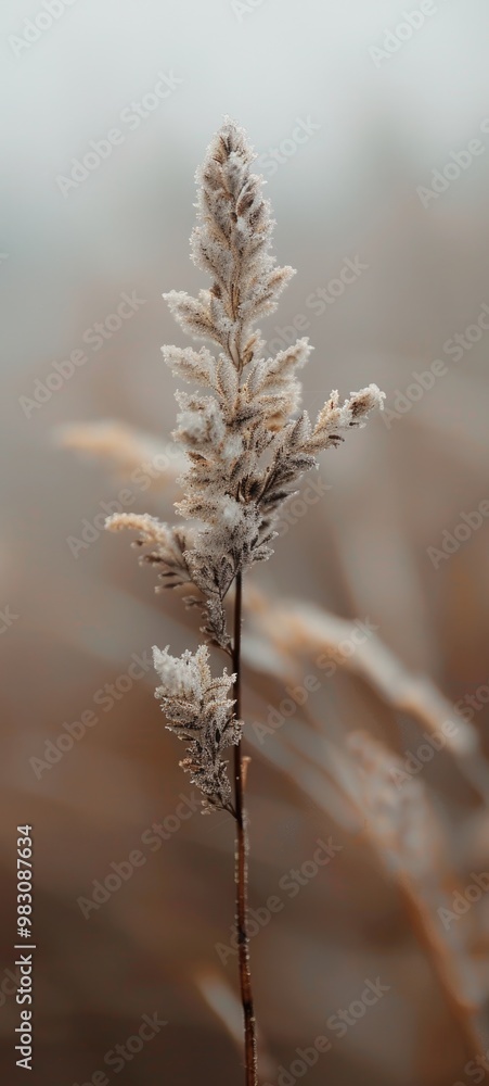 Close-Up of Brown Seed Pods Against a Soft Focus Green and Blue Background Close-Up of Brown Seed Pods Against a Soft Focus Green and Blue Background