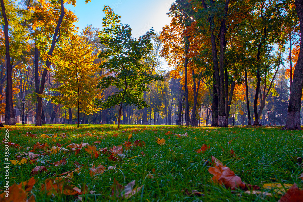 Naklejka premium Golden colourful autumn in Maryinskyi park in Kyiv, Ukraine