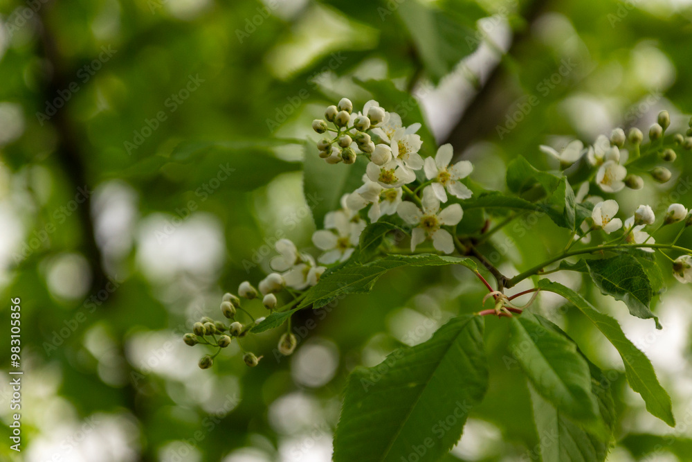 Blooming tree with white small flowers and green leaves on a branch. Blooming tree with white small flowers and green leaves on a branch.