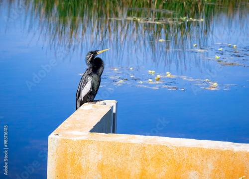 Anhinga sitting on a wall at Orlando wetlands in Florida. photo