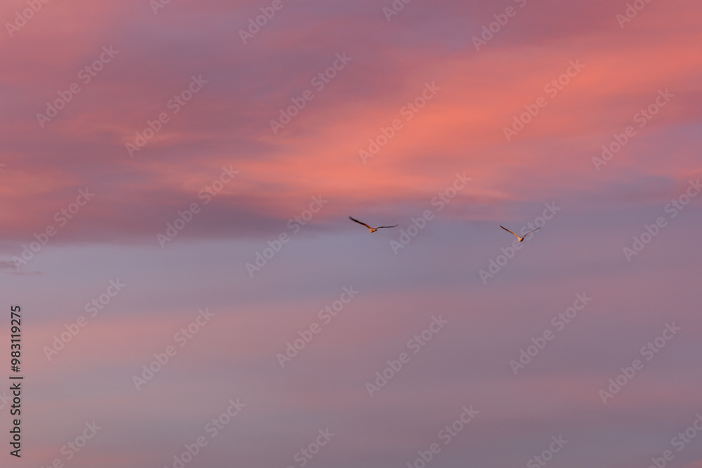 Fototapeta premium Graceful birds soar through a colorful sunset sky, evoking freedom and wonder in a tranquil scene of natural beauty