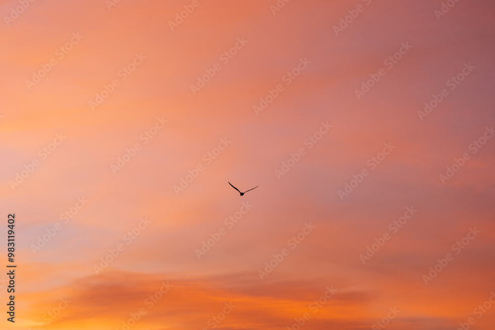 Bird gracefully soaring through a colorful sunset sky, evoking feelings of freedom and hope Bird gracefully soaring through a colorful sunset sky, evoking feelings of freedom and hope